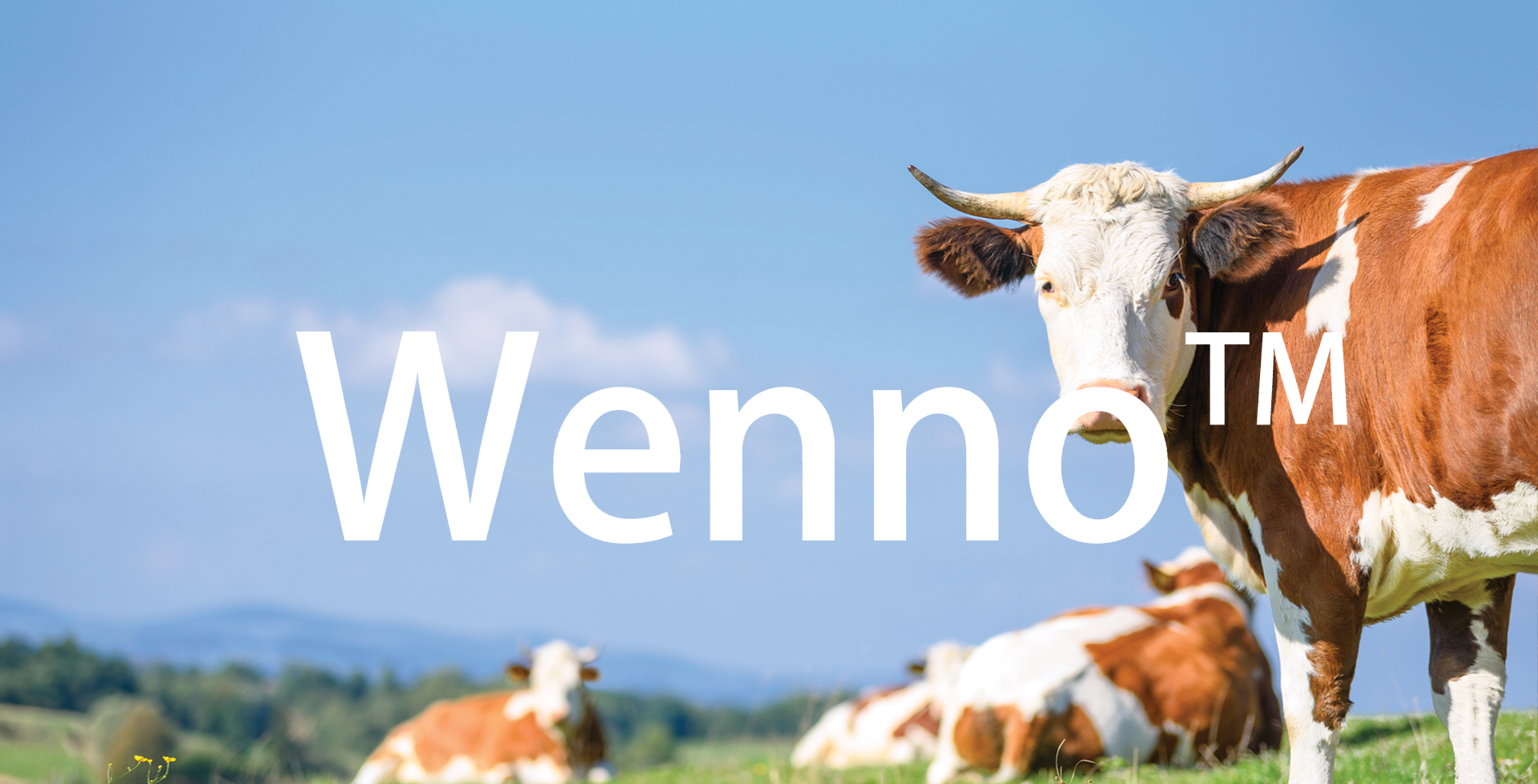 wenno toys